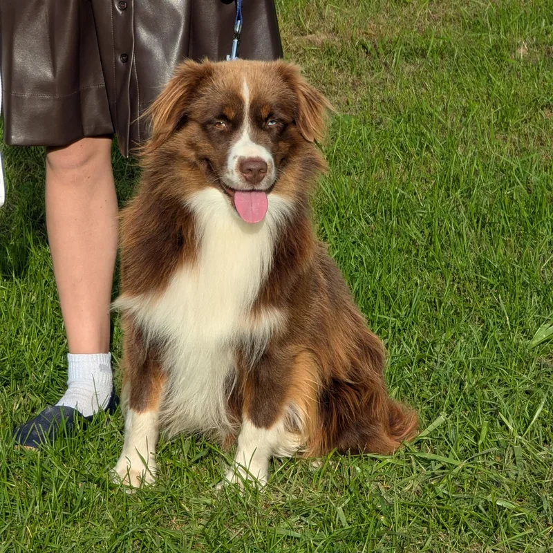 A young medium-sized male Australian Shepherd dog named Wilson for adoption in Fenton, MI