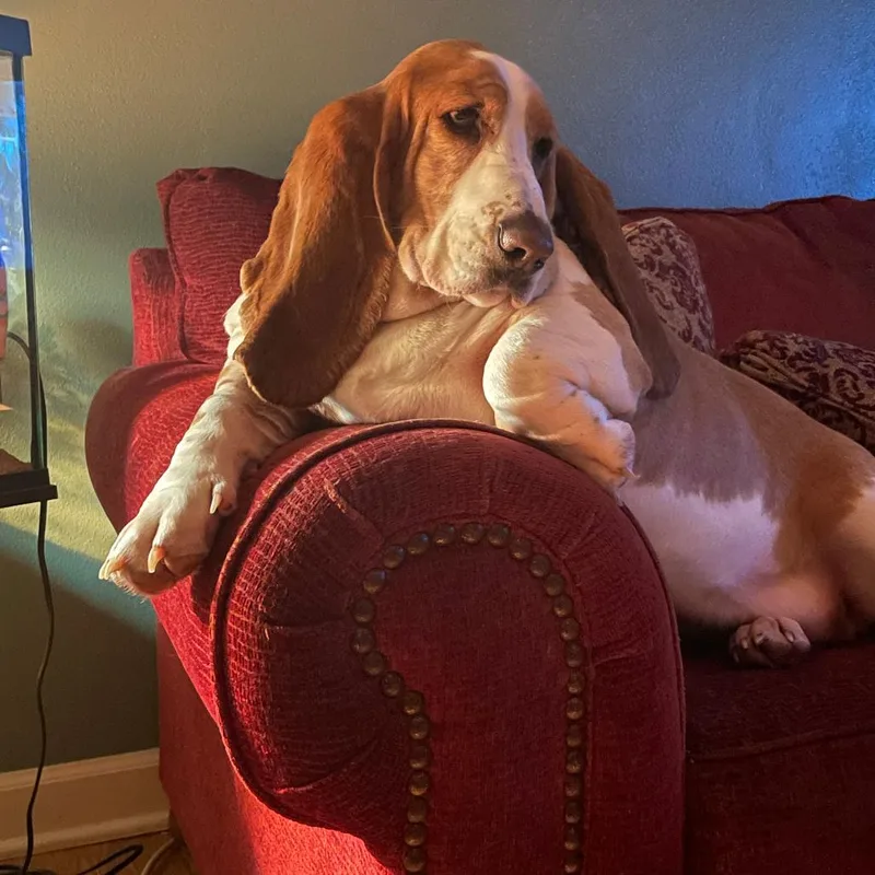 A senior small-sized female Yellow / Tan / Blond / Fawn Basset Hound dog named Sally for adoption in Bristol, IN