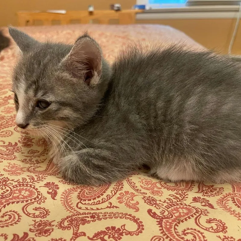 A baby small-sized female Gray / Blue / Silver Domestic Short Hair cat named Mabs for adoption in Harrisonburg, VA