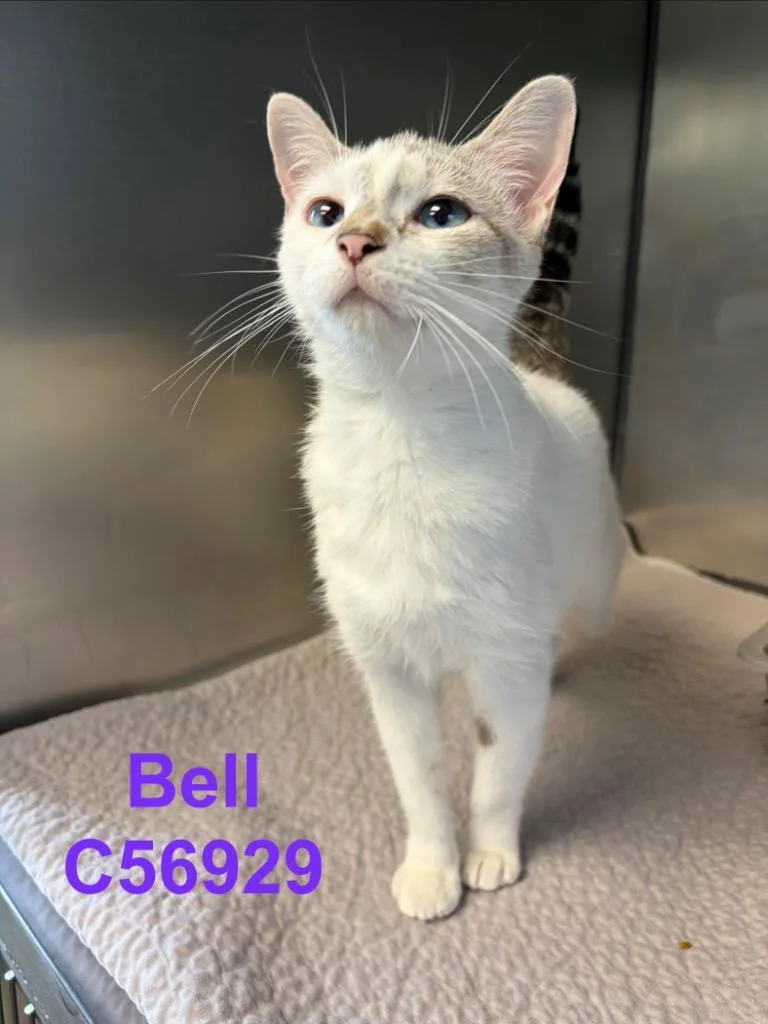 Bell thumbnail 2