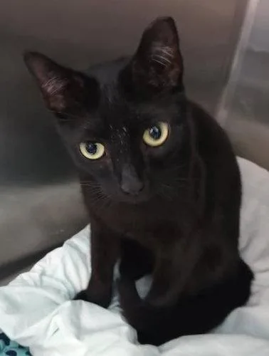 An adult medium-sized male Black Domestic Short Hair cat named Ben Psp for adoption in Oakland Park, FL