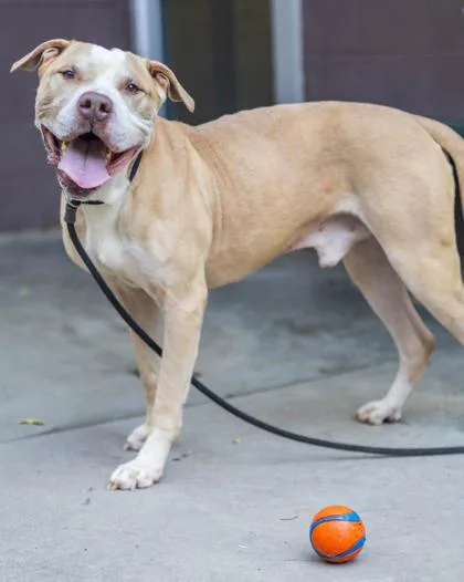A senior large-sized male Mixed Breed dog named Hewbie for adoption in Chamblee, GA