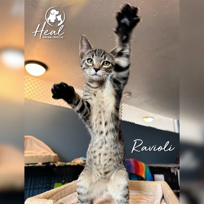 A baby small-sized male Brown / Chocolate Domestic Short Hair cat named Ravioli for adoption in Youngwood, PA