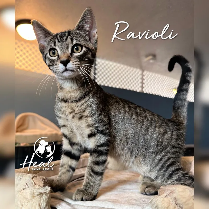 Ravioli thumbnail 2
