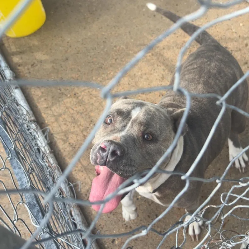 An adult medium-sized female Brindle Mixed Breed dog named Waffles for adoption in Lake Jackson, TX