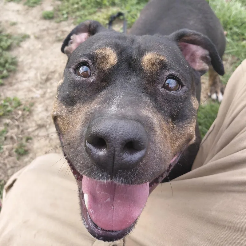 An adult large-sized female Black Basset Hound dog named Eleanor for adoption in Springfield, IL