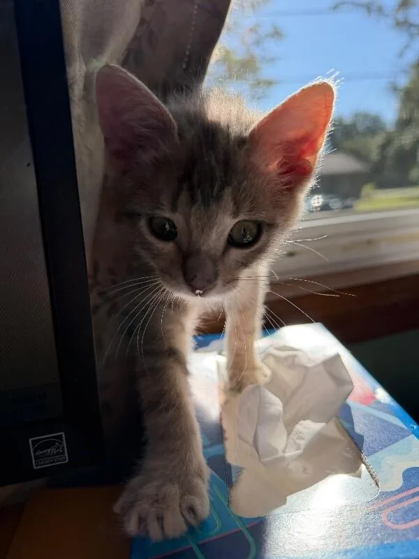 A young medium-sized female Domestic Medium Hair cat named Judy Hopps for adoption in Grand Rapids, MI