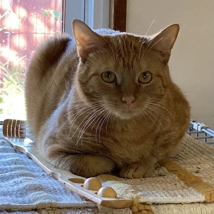 An adult large-sized male Orange / Red Domestic Short Hair cat named Redmond for adoption in Berkeley Springs, WV