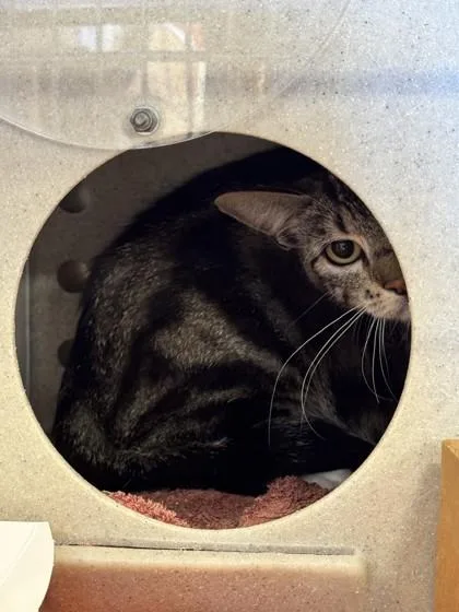An adult small-sized female Domestic Short Hair cat named Soup for adoption in Roseville, CA