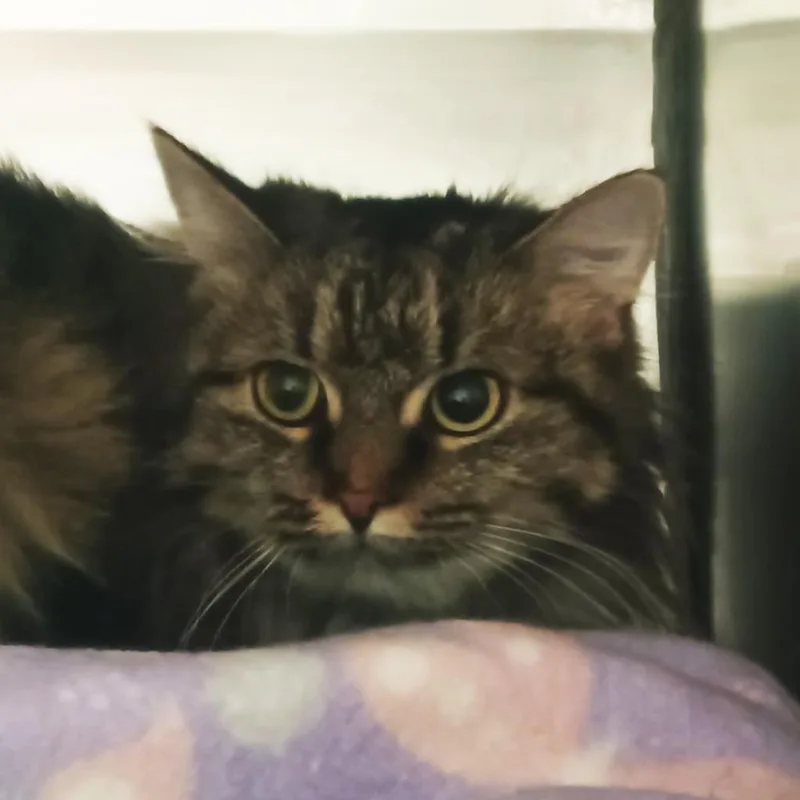 A young medium-sized female Domestic Short Hair cat named Heidi for adoption in Olean, NY