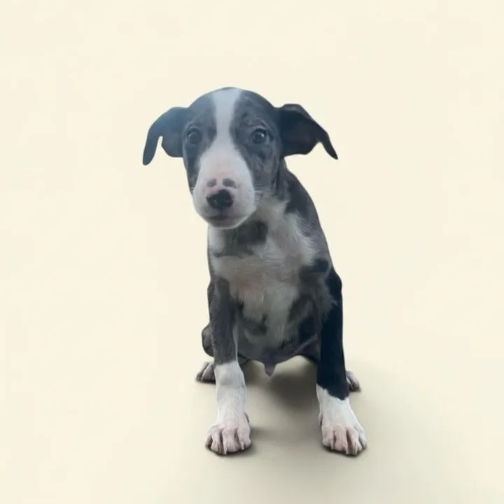 A baby medium-sized male Black Mixed Breed dog named Popcorn for adoption in Elyria, OH
