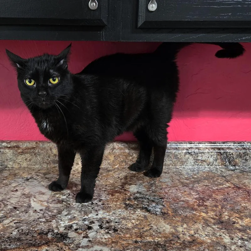 An adult large-sized male Black Domestic Short Hair cat named Ralphie for adoption in Greensburg, PA