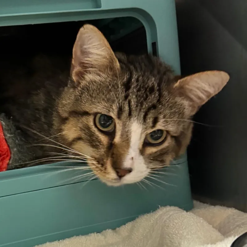 An adult medium-sized male Brown / Chocolate Domestic Short Hair cat named Sammich for adoption in Edwardsville, IL