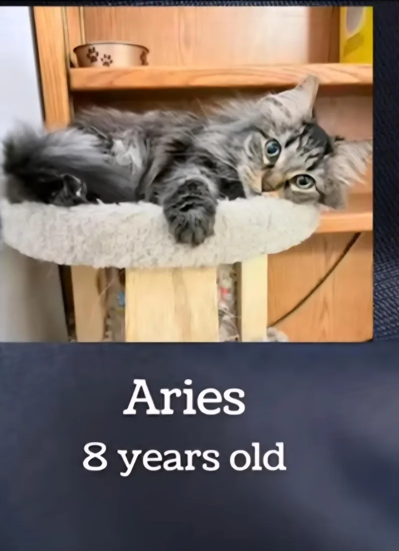 An adult medium-sized male Tabby (Tiger Striped) Domestic Medium Hair cat named Aries for adoption in Monticello, IL