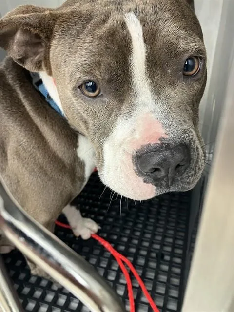 An adult large-sized male Mixed Breed dog named Bobby for adoption in Dallas, TX