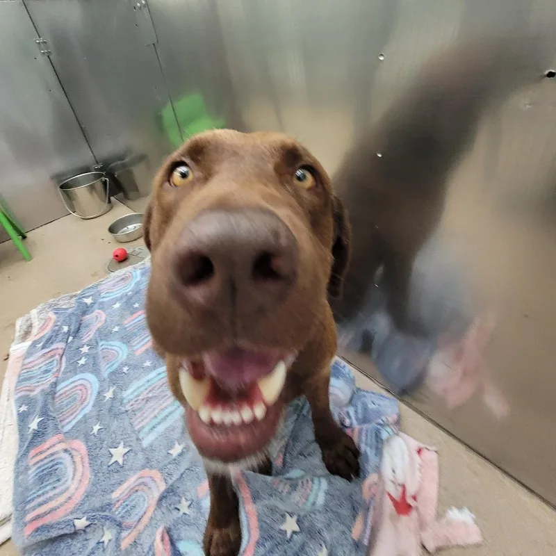 Shep thumbnail 2