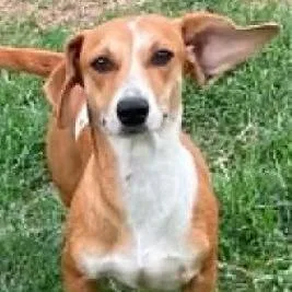 A young small-sized female Golden Dachshund dog named Cannoli for adoption in Calverton, NY