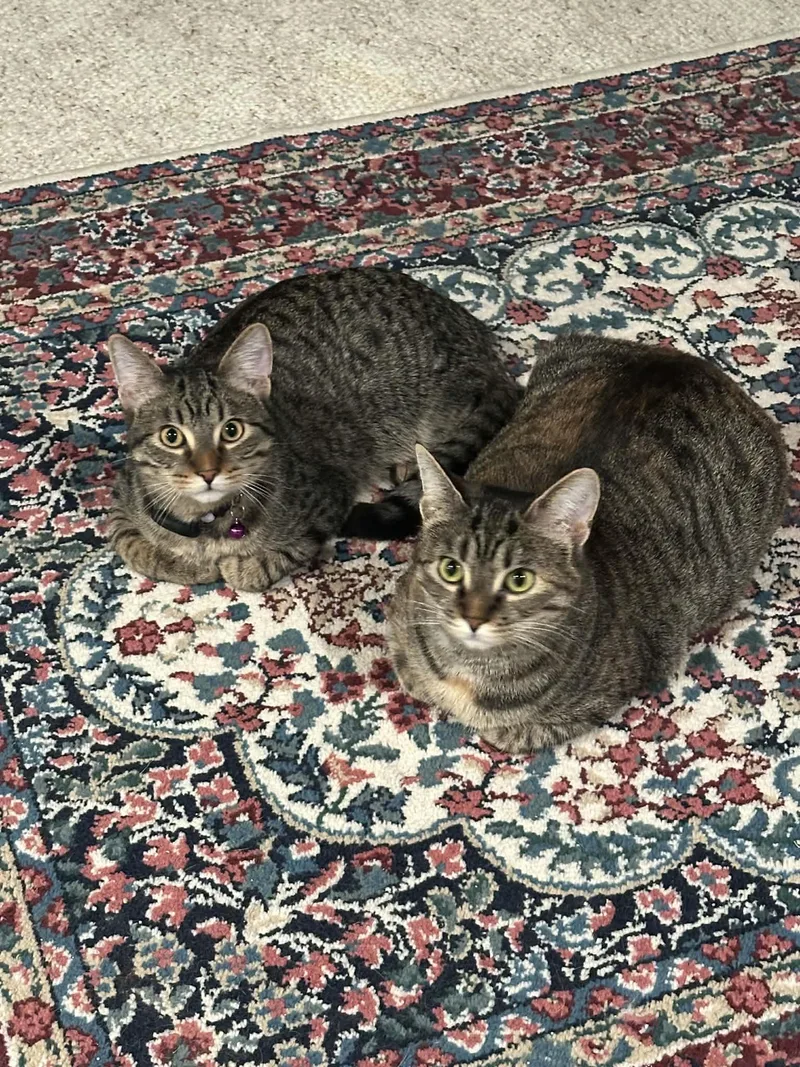 Miles And Wheelie thumbnail 3