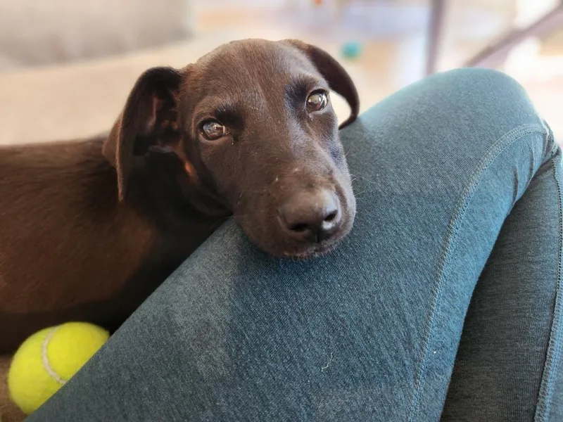 A baby medium-sized female Hound dog named Della for adoption in Mooresville, NC