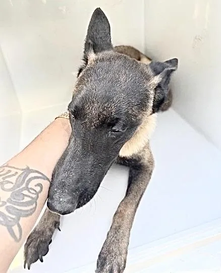 An adult large-sized male Belgian Shepherd / Malinois dog named A for adoption in Houston, TX