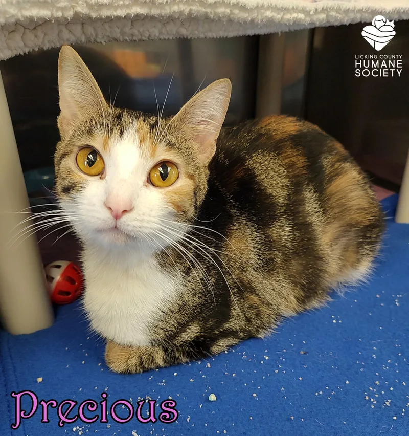 An adult medium-sized female Domestic Short Hair cat named Precious for adoption in Heath, OH