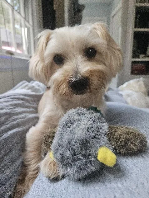 An adult small-sized male White / Cream Morkie dog named Teddy and Frankie for adoption in New York, NY