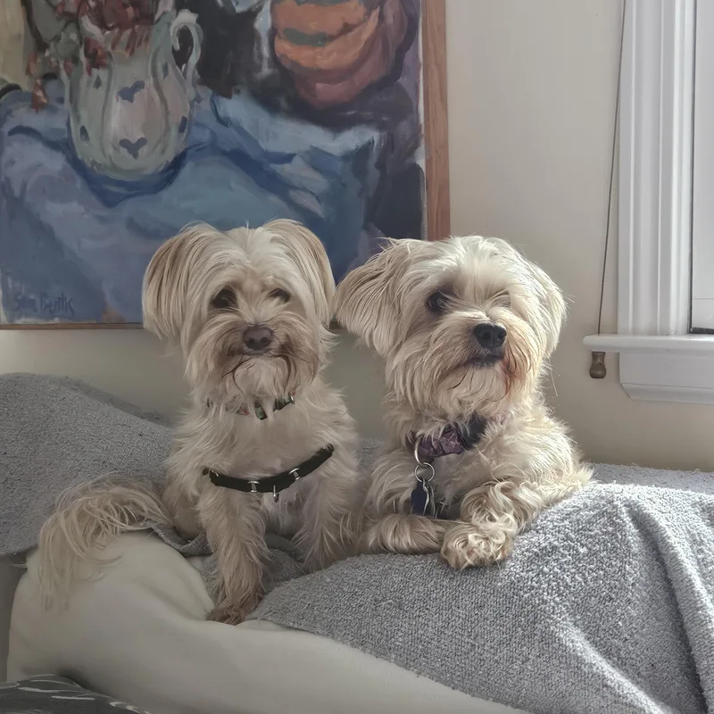 Teddy and Frankie thumbnail 3