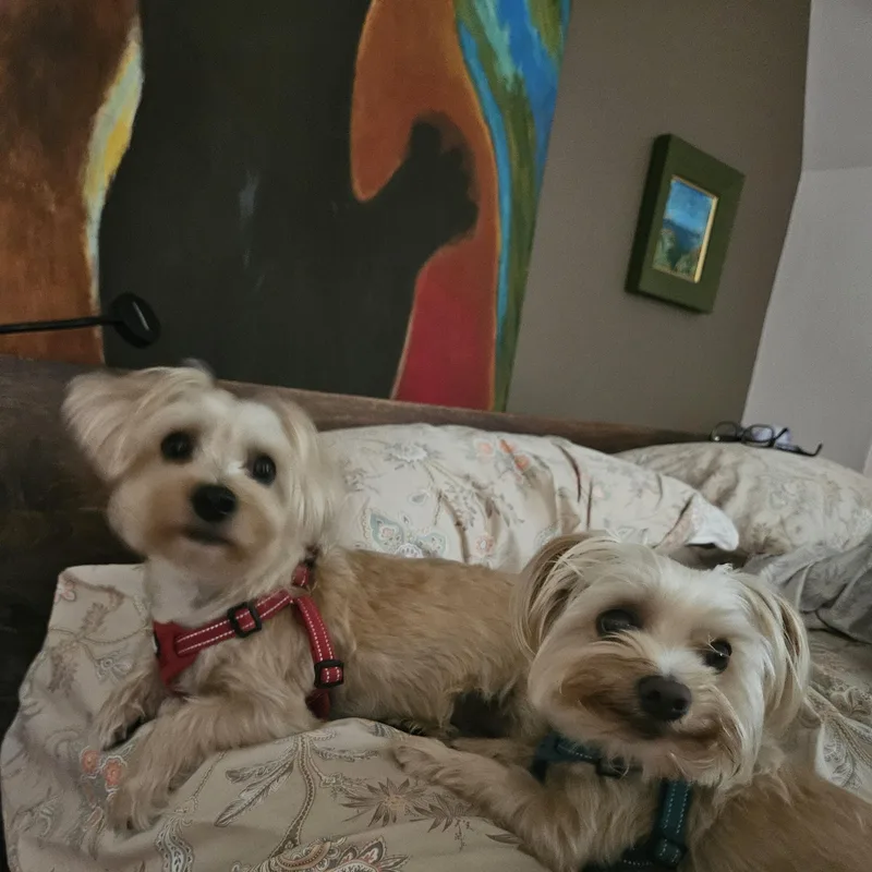 Teddy and Frankie thumbnail 5
