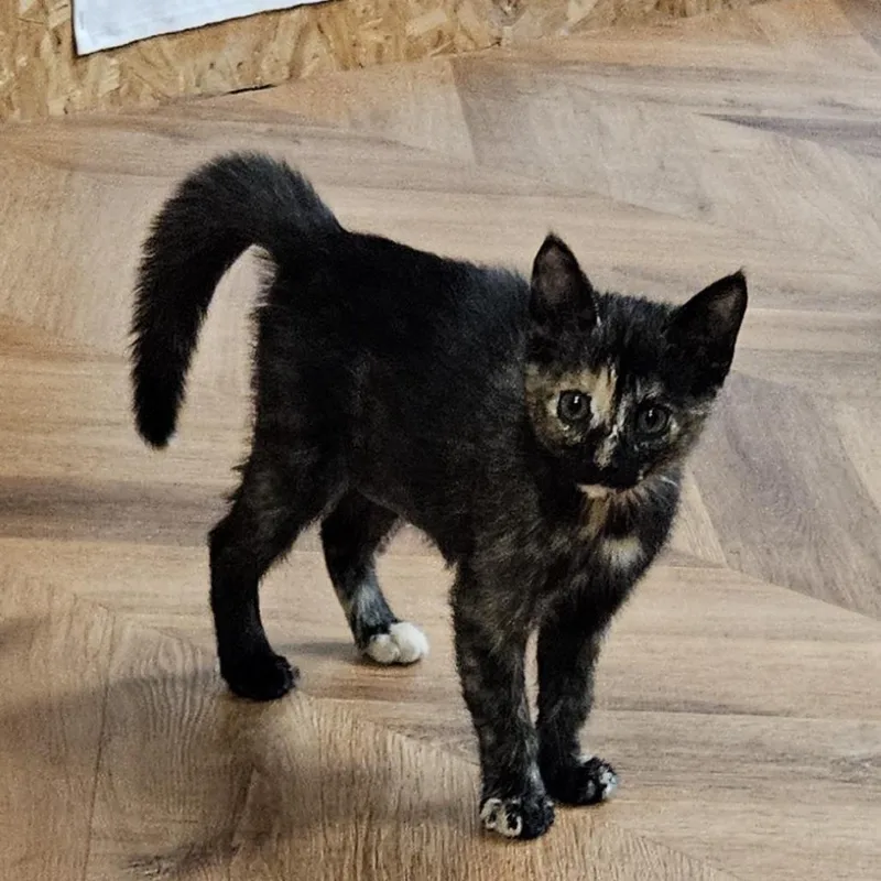 A baby small-sized female Black Domestic Short Hair cat named Mango for adoption in Spokane, WA