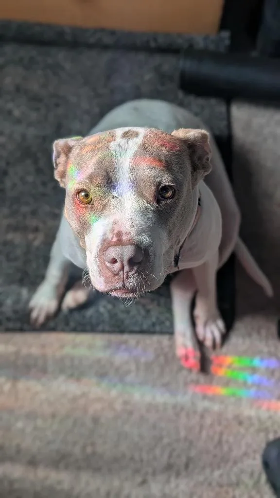 Chloroplast thumbnail 2