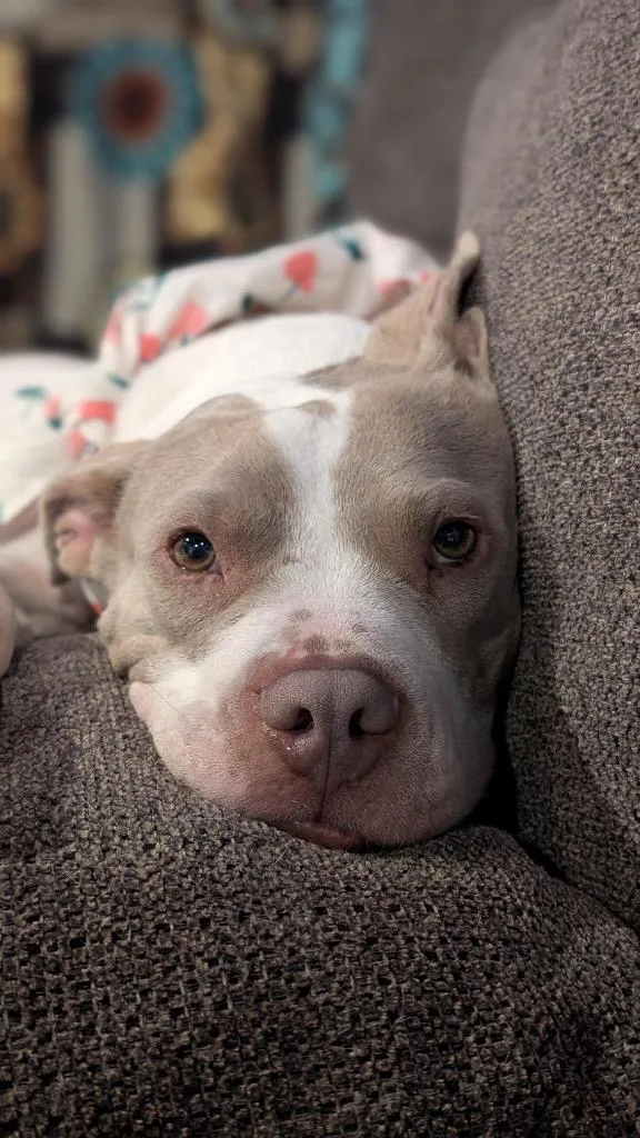 Chloroplast thumbnail 3