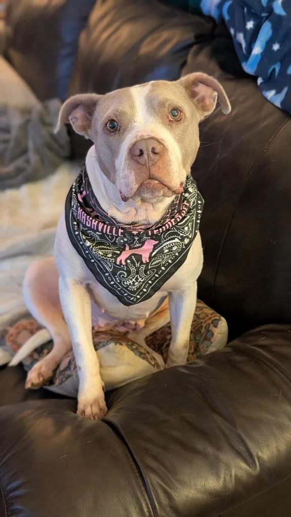 Chloroplast thumbnail 4