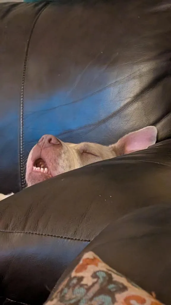 Chloroplast thumbnail 5