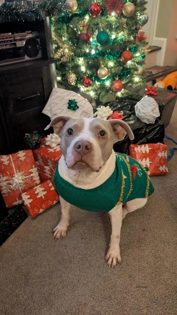 Chloroplast thumbnail 6