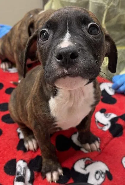 A baby small-sized male Pit Bull Terrier dog named Mulligan for adoption in Westland, MI