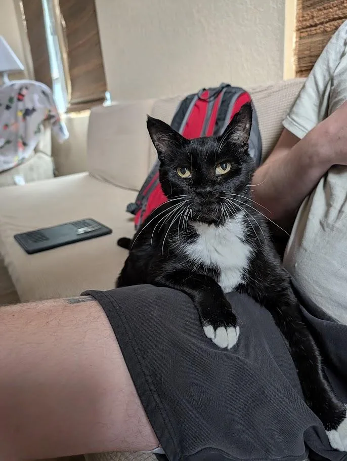 A senior medium-sized male Black & White / Tuxedo Tuxedo cat named Boss for adoption in Sonoita, AZ