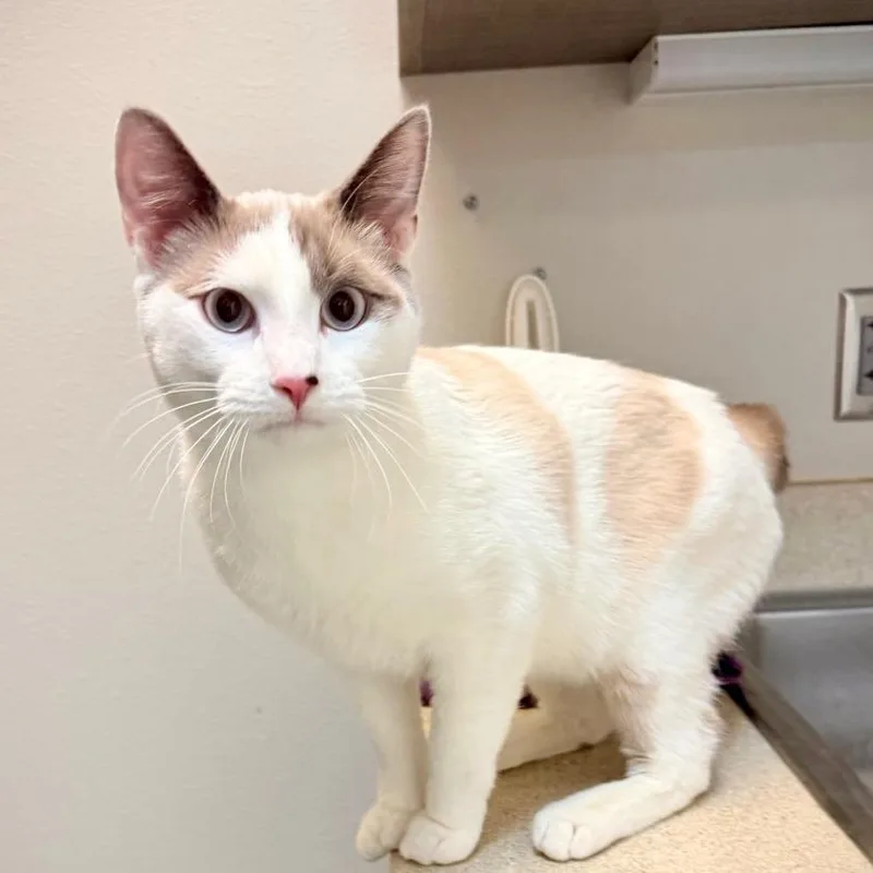 A young large-sized male White Snowshoe cat named Odin for adoption in Great Falls, MT