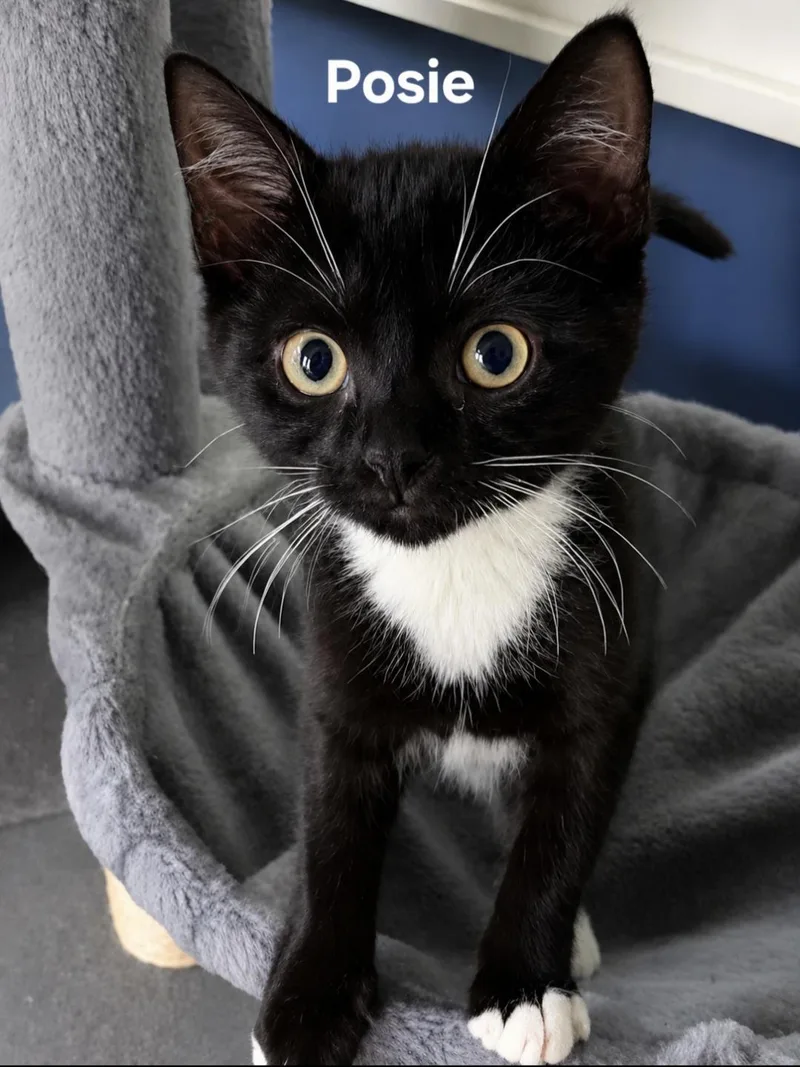 A baby medium-sized female Black Domestic Short Hair cat named Ivy & Posey for adoption in Chicopee, MA