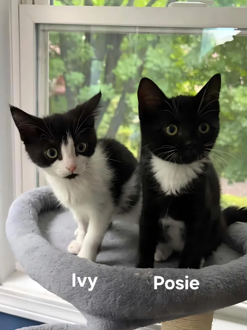 Ivy & Posey thumbnail 2