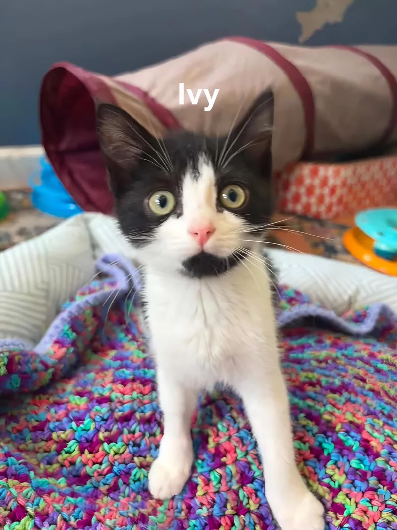 Ivy & Posey thumbnail 3