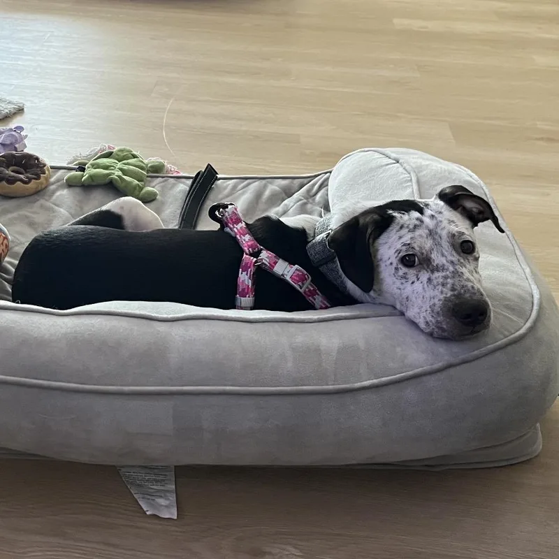 A young medium-sized female Pit Bull Terrier dog named Kilkee for adoption in Medford, NY