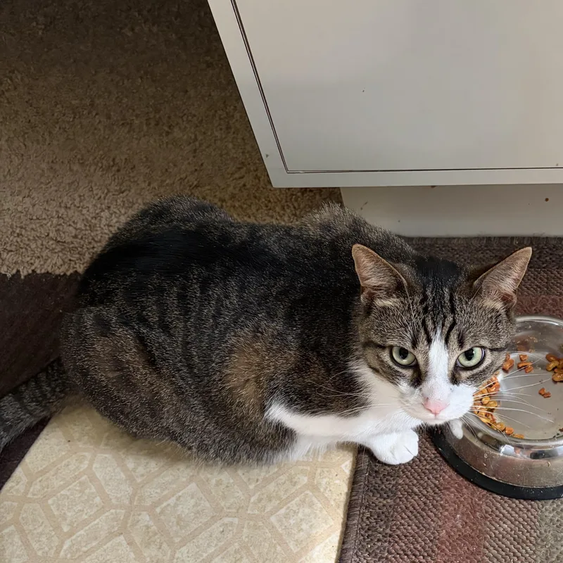 A young medium-sized male Tabby (Brown / Chocolate) Domestic Short Hair cat named Ollie for adoption in Stoughton, WI