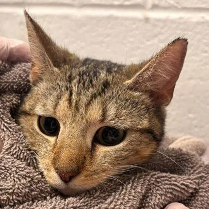 An adult small-sized female Domestic Short Hair cat named Aunt Arctic for adoption in Washington, DC