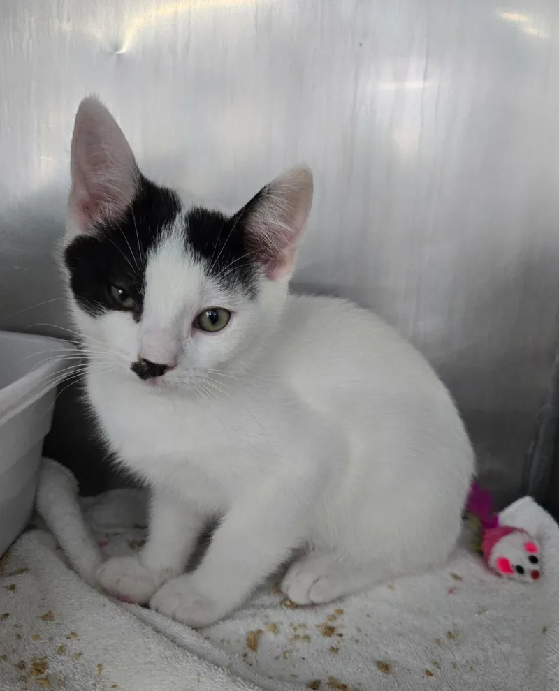 A baby medium-sized male Black & White / Tuxedo Domestic Short Hair cat named George Jones for adoption in Mount Vernon, OH