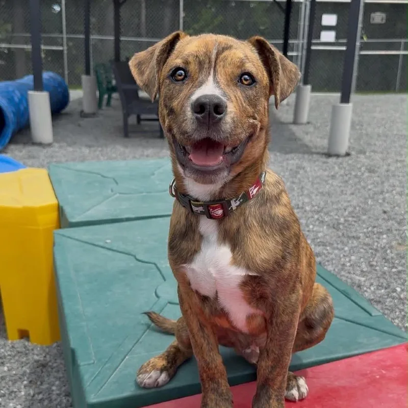 A baby medium-sized male Brown / Chocolate Mixed Breed dog named Lucas for adoption in Walnut Cove, NC