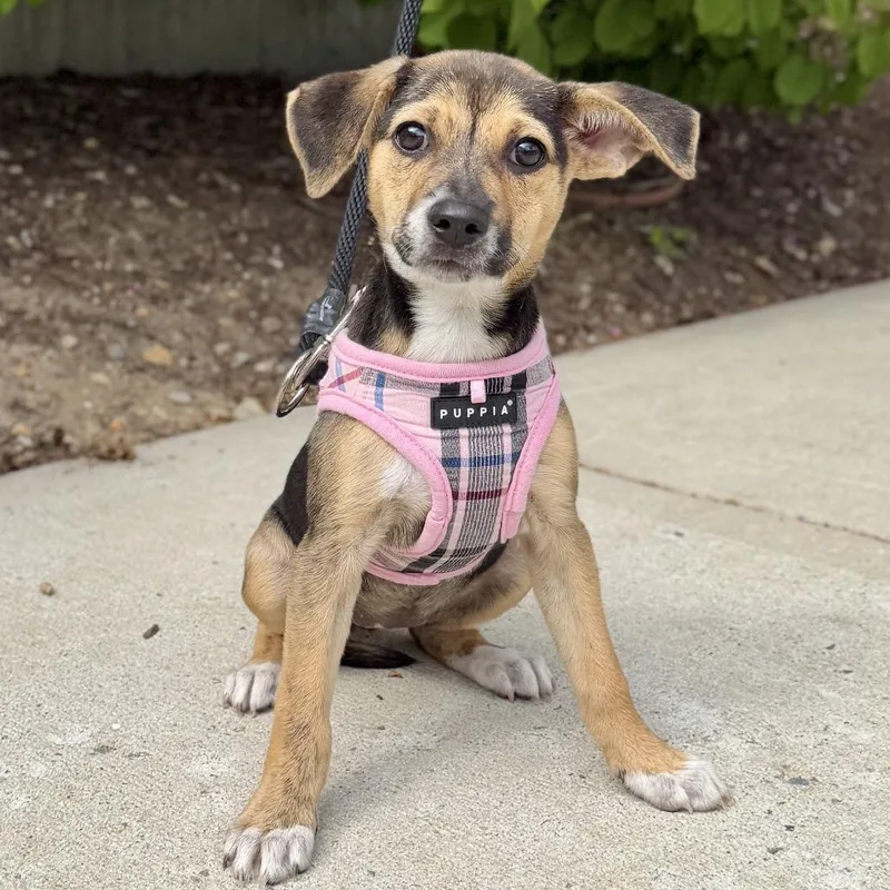 A baby small-sized female Brown / Chocolate Terrier dog named Tiramisu for adoption in East Hampton, NY