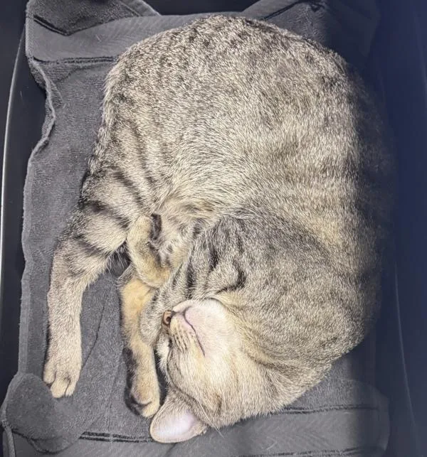 An adult medium-sized female Domestic Short Hair cat named Kipsy for adoption in Escondido, CA