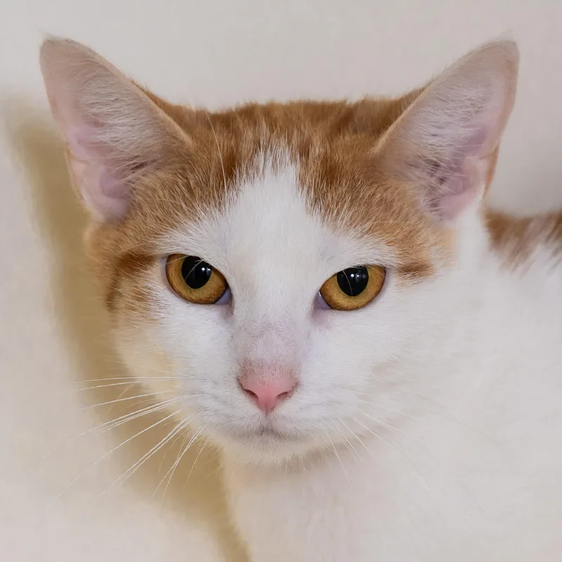 A young medium-sized male Orange & White Domestic Short Hair cat named Clark for adoption in Victor, NY