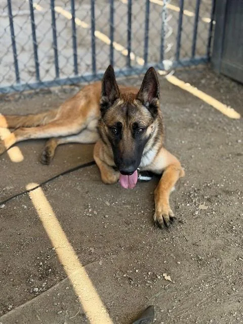 A young large-sized male German Shepherd Dog dog named Krypto for adoption in Riverside, CA