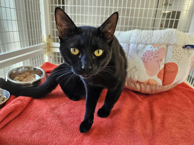 A young medium-sized male Domestic Short Hair cat named Gordo for adoption in Medfield, MA